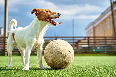Small Jack Russel Terrior playing with a large ball at a dog park